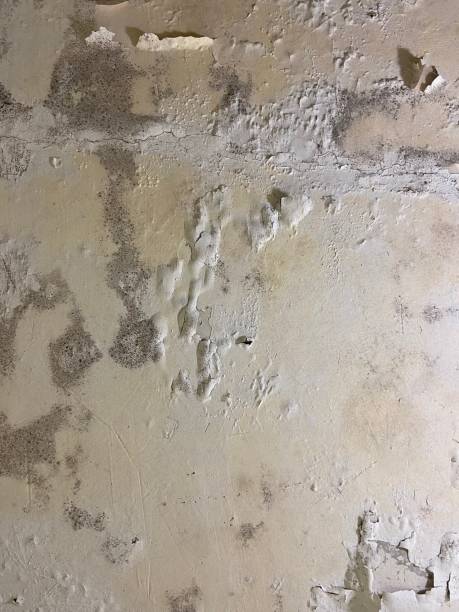 Best Home Mold Removal  in Oak Leaf, TX