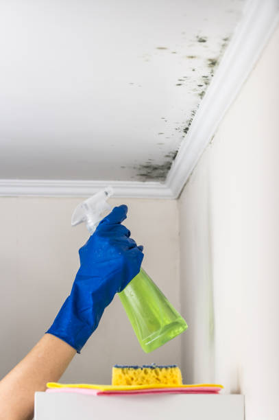 Professional Mold Removal in Oak Leaf, TX